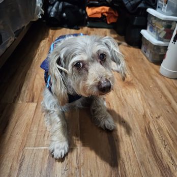 Benny's Pooch Pawler - Pet Groomers Near Me - San Fernando, California
