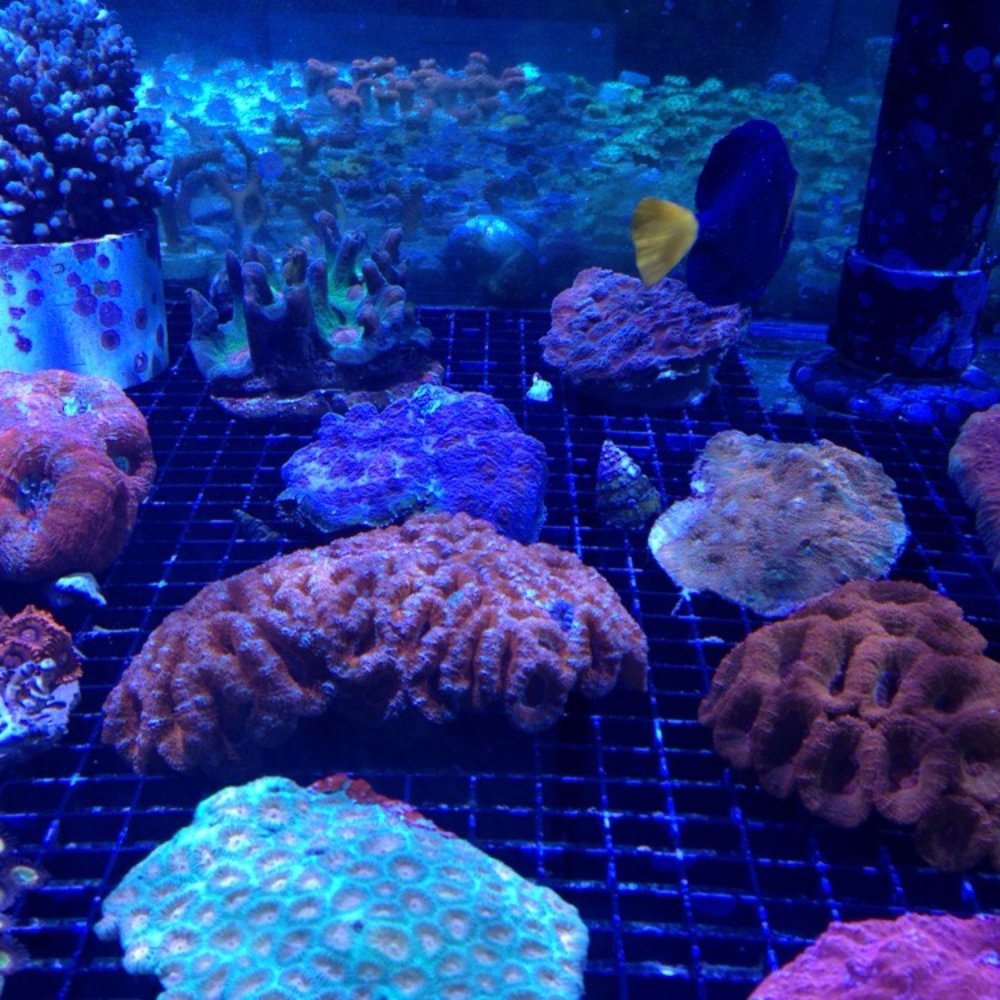 Neptune Aquatics - Aquarium Services Near Me - San Jose, California Neptune Aquatics - Aquarium Services Near Me - San Jose, California