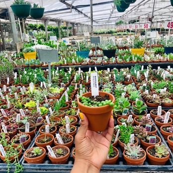 Dutch's Greenhouse - Indoor plants, succulents, string of pearls - Nurseries & Gardening Near Me - Wichita, Kansas Dutch's Greenhouse - Indoor plants, succulents, string of pearls - Nurseries & Gardening Near Me - Wichita, Kansas
