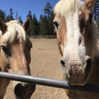 Three Rivers Equestrian Center - Duke & Dick, best buddies! - Horseback Riding Near Me - Bend, Oregon