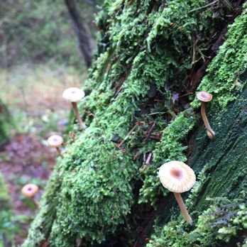 Saint Edward State Park - Call me crazy but this is a nice place to go to on a cloudy day.Just make sure to wear a rain jacket and waterproof shoes.lol - Parks Near Me - Kenmore, Washington