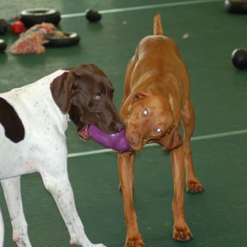 Paws and Claws - we're the purple squirrel eaters! - Pet Groomers Near Me - Hudson, Wisconsin