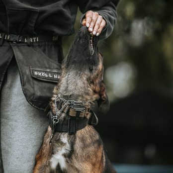 Mantra K9 Training - Luring is a great way to begin guiding and teaching your dog new things - Pet Training Near Me Mantra K9 Training - Luring is a great way to begin guiding and teaching your dog new things - Pet Training Near Me