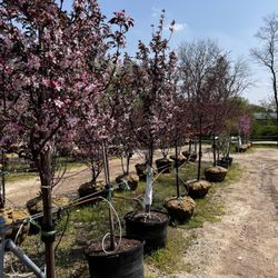 Wasco Nursery & Garden Center