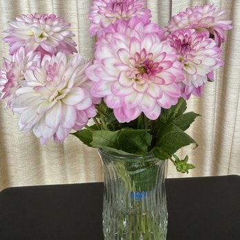 A Flower Shop - Beautiful Dahlia from A flower shop - Florists Near Me - San Francisco, California A Flower Shop - Beautiful Dahlia from A flower shop - Florists Near Me - San Francisco, California