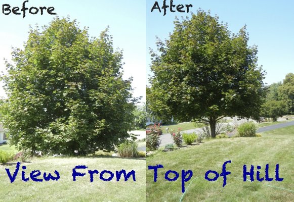 Tree Trimming - Pruning can remove any portions that have a disease, fungi, and other types of decay, stopping it from spreading to healthier branches. Removing these branches can also expose the others to more sunlight and air circulation, which also helps to reduce the incidence of disease.
Call us today to book your free estimate! Tree Trimming - Pruning can remove any portions that have a disease, fungi, and other types of decay, stopping it from spreading to healthier branches. Removing these branches can also expose the others to more sunlight and air circulation, which also helps to reduce the incidence of disease.
Call us today to book your free estimate!