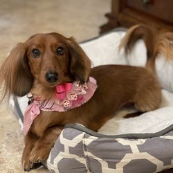 K9 Spa Dog Grooming