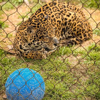 Cameron Park Zoo - Zoos Near Me - Waco, Texas Cameron Park Zoo - Zoos Near Me - Waco, Texas