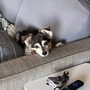 Photo of Lathered Pup Mobile Grooming