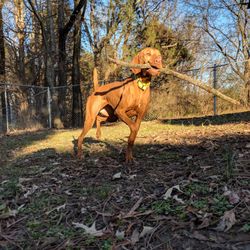 Hilltop Pet Resort - Hilltop Pet Resort, Willow