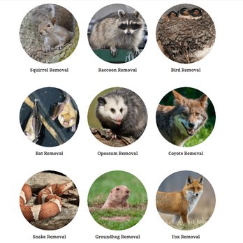 Triad Wildlife Experts - Wildlife Control Near Me Triad Wildlife Experts - Wildlife Control Near Me