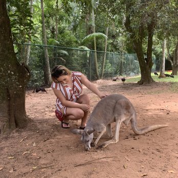 Australia Zoo - Kangaroo - Zoos Near Me - Beerwah, QLD