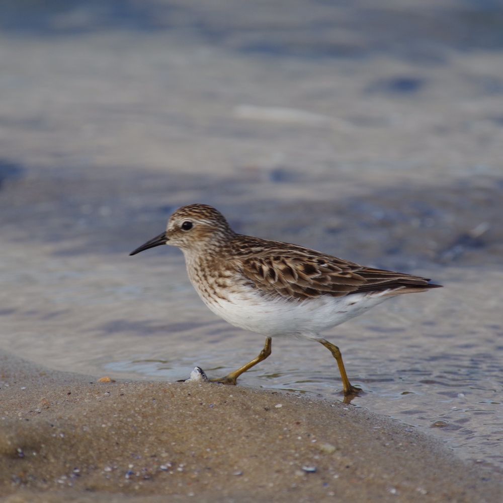 Terrell River County Park - Shore bird - Parks Near Me - Center Moriches, New York