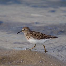 Terrell River County Park - Shore bird