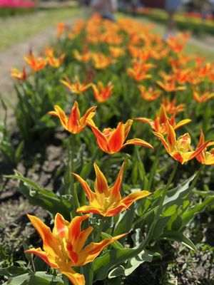 Veldheer Tulip Gardens by null