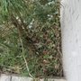 Photo of Cut King Lawn Care