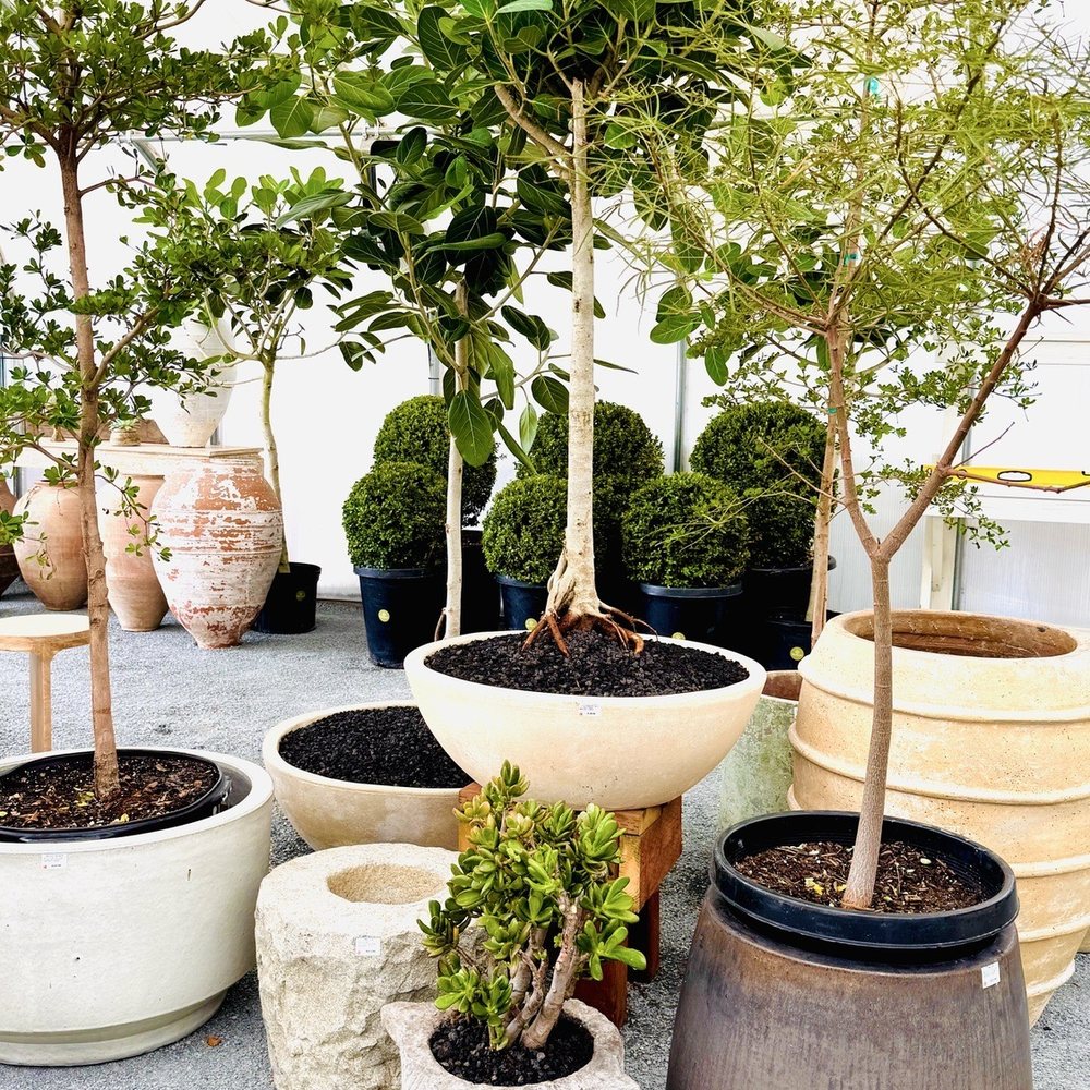 TOP 10 BEST Plant Nursery in Beaumont, CA - Updated 2026 - Yelp