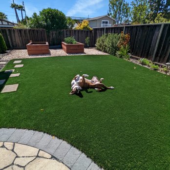 MsGardening - Sunny loves the artificial grass!! - Landscaping Near Me