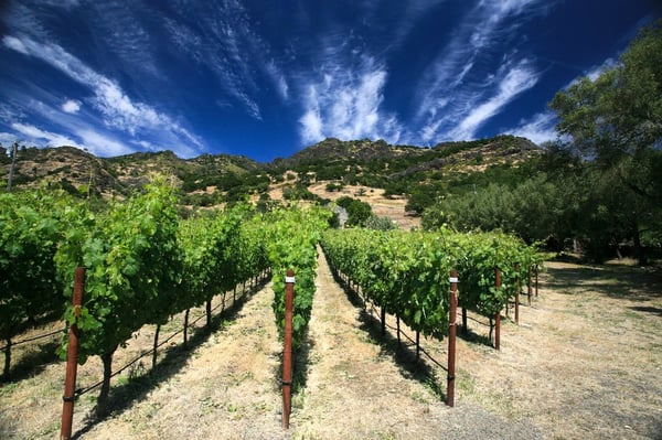 Stags' Leap Winery by null