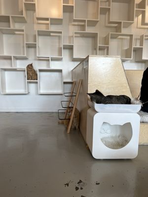 NEKO Cat Cafe Bellingham by null