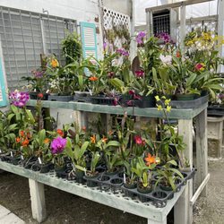 Art Stone - Many varieties of orchids