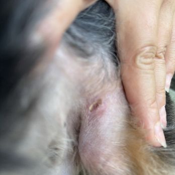 Ironmaya Pet Grooming - Pet Groomers Near Me - Diamond Bar, California