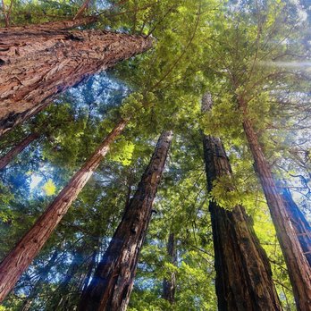 San Mateo County Memorial Park - Who doesn't love looking up to the redwoods? - Parks Near Me - Loma Mar, California San Mateo County Memorial Park - Who doesn't love looking up to the redwoods? - Parks Near Me - Loma Mar, California