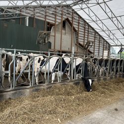 Cook's Farm Dairy - Happy cows