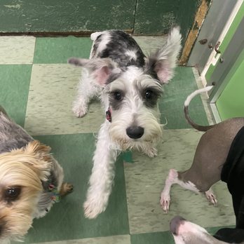 Chewie's Playland - First time at daycare - Pet Sitting Near Me - Nashua, New Hampshire Chewie's Playland - First time at daycare - Pet Sitting Near Me - Nashua, New Hampshire