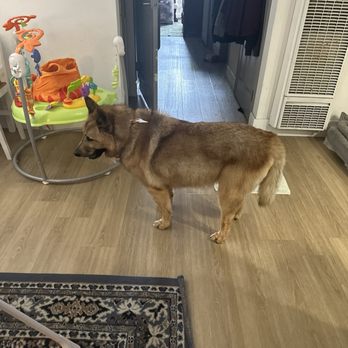 The Standard Canine Spa - After grooming - Pet Groomers Near Me