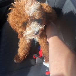 Cavapoo Cavapoo