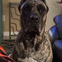 Sunnybrook Animal Hospital - Tiki