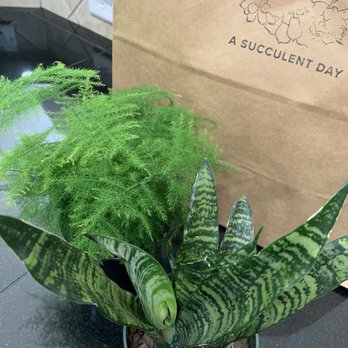 A Succulent Day - My new babies :) - Gift Shops Near Me - Boise, Idaho