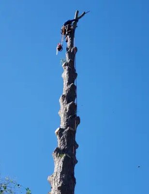 Sebastian Tree Service