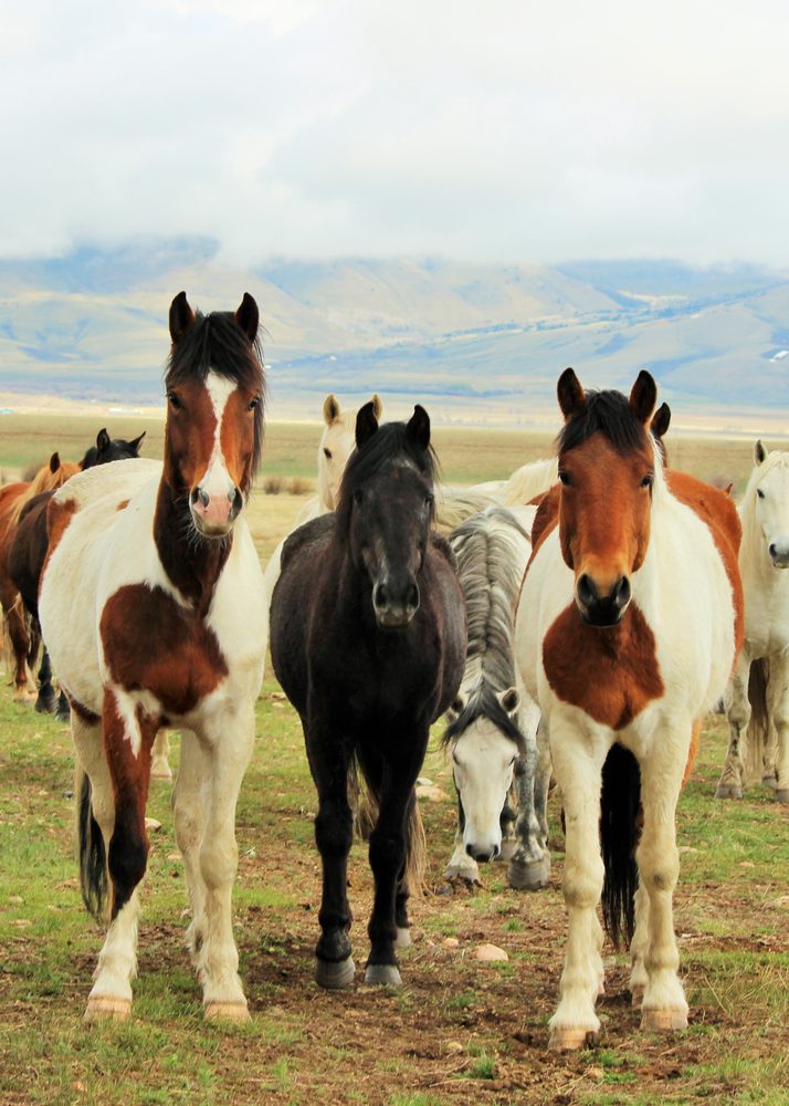 Deerwood Ranch Wild Horse Ecosanctuary - equestrian in Laramie, WY