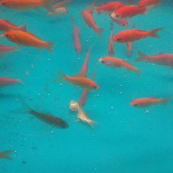 PetSmart - Petsmart is disgusting. Starving fish cannibalizing their own kind. Dead fish and skeletons galore. Cramped animals, poor conditions. - Pet Stores Near Me - Daly City, California