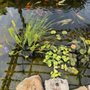 Photo of Garden Ponds Unlimited