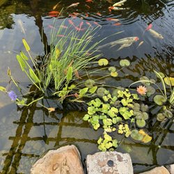 Garden Ponds Unlimited - Koi pond - final