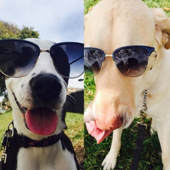 SoHo Hound - Jelly / Molly looking like stunners in their new shades! - Dog Walkers Near Me