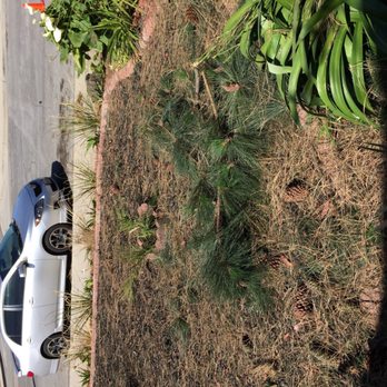 Roger's Tree Service - Tree Services Near Me Roger's Tree Service - Tree Services Near Me