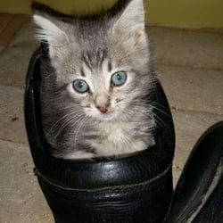 Purrchance Rescue