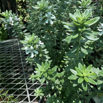 Ricardo's Nursery - Coastal rosemary (Westringia fruticosa), specifically a white-flowering cultivar - Nurseries & Gardening Near Me - Long Beach, California