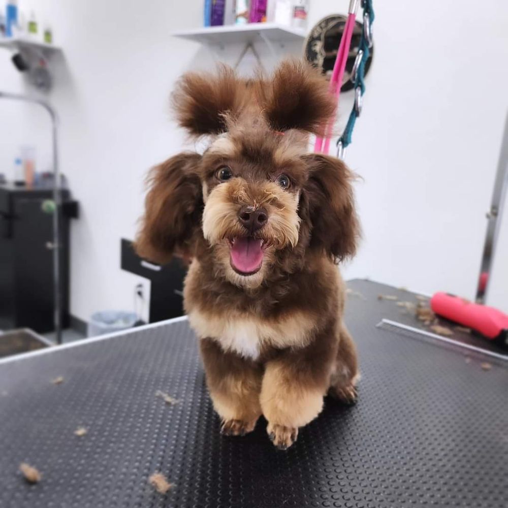 GOLDEN POODLE GROOMING Updated May 2024 3725 E 2nd St, Edmond