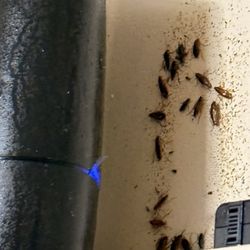 German roaches are known for rapid reproduction in warm humid kitchens and bathrooms!