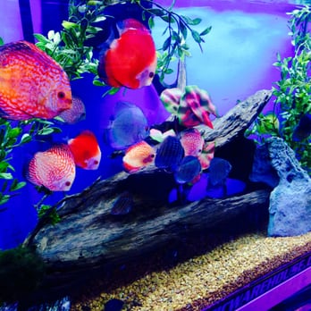 Authentic Aquariums - Discus Freshwater Fish - Aquarium Services Near Me
