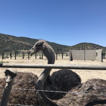 Quail Run Ranch - Tours Near Me - Lake Hughes, California Quail Run Ranch - Tours Near Me - Lake Hughes, California