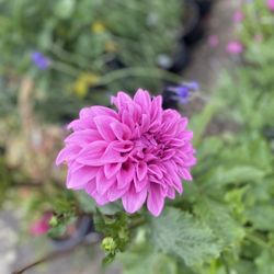 Sego Nursery - Beautiful Dahlias $30.00 - $35.00 #dinnerplatedahlia