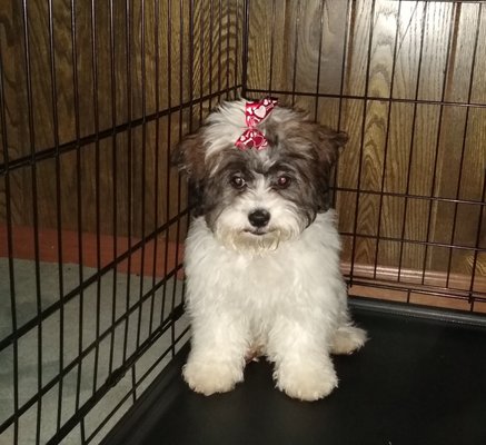 noah's emergency animal hospital