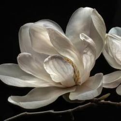 Magnolia Consignment & Resale Shop - Beautiful Magnolia Flower