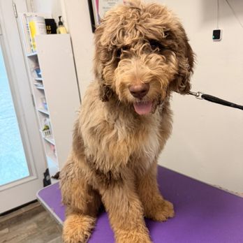Dazzling Dogs by Nika - Before! - Pet Groomers Near Me - Converse, Texas Dazzling Dogs by Nika - Before! - Pet Groomers Near Me - Converse, Texas